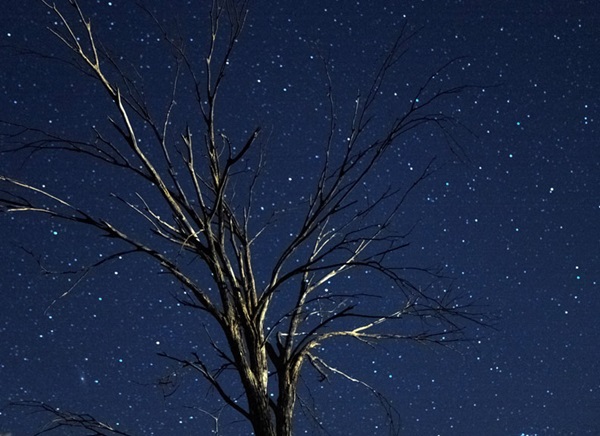 Tree in front of starry night sky